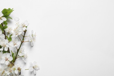 Blossoming spring tree branch as border on light background, flat lay. Space for text