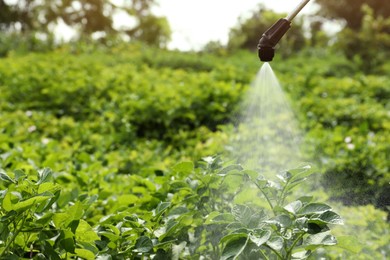 Photo of Spraying pesticide onto potato plants outdoors on sunny day