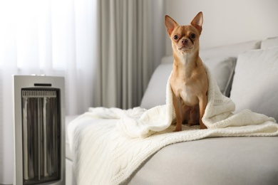 Photo of Chihuahua dog sitting on grey sofa near electric heater in living room