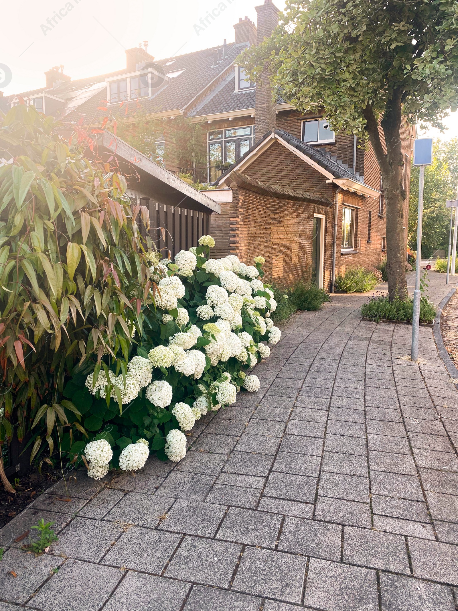 Photo of Hortensia plant with beautiful flowers growing outdoors