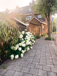 Photo of Hortensia plant with beautiful flowers growing outdoors