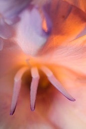 Photo of Beautiful lilac Gladiolus flower as background, macro view