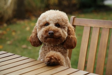 Photo of Cute fluffy dog at table in outdoor cafe