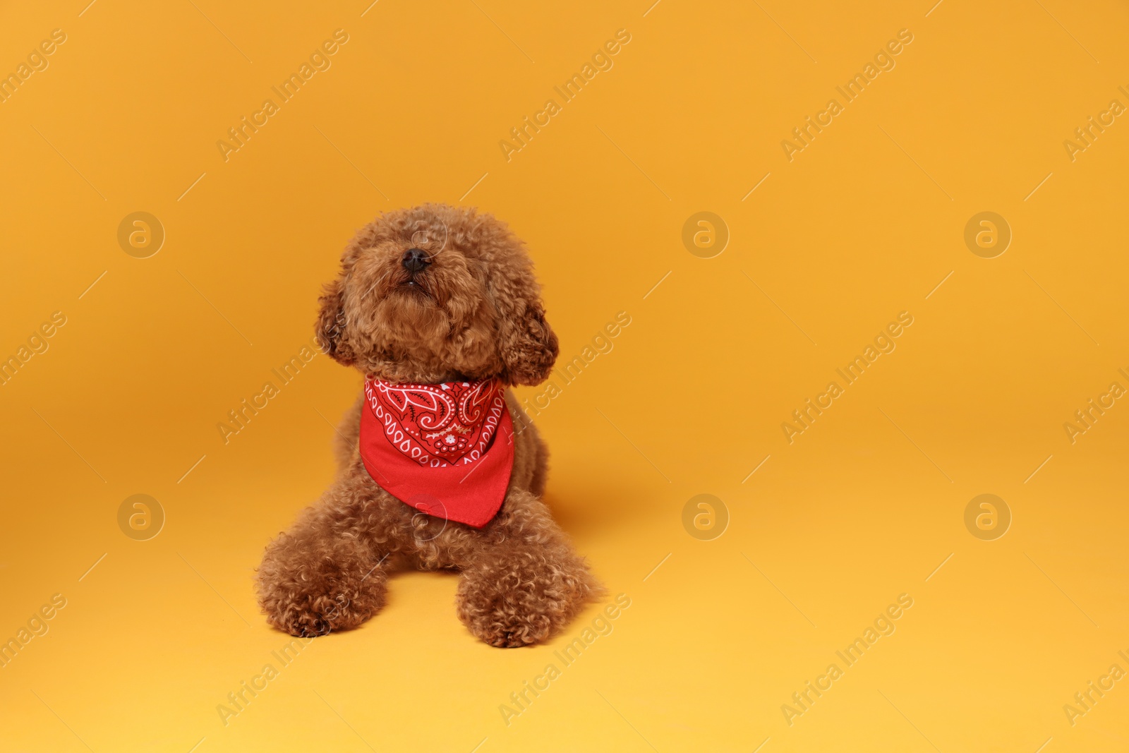 Photo of Cute Maltipoo dog with bandana on orange background. Space for text