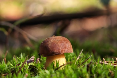 Photo of Beautiful mushroom growing in grass outdoors, closeup