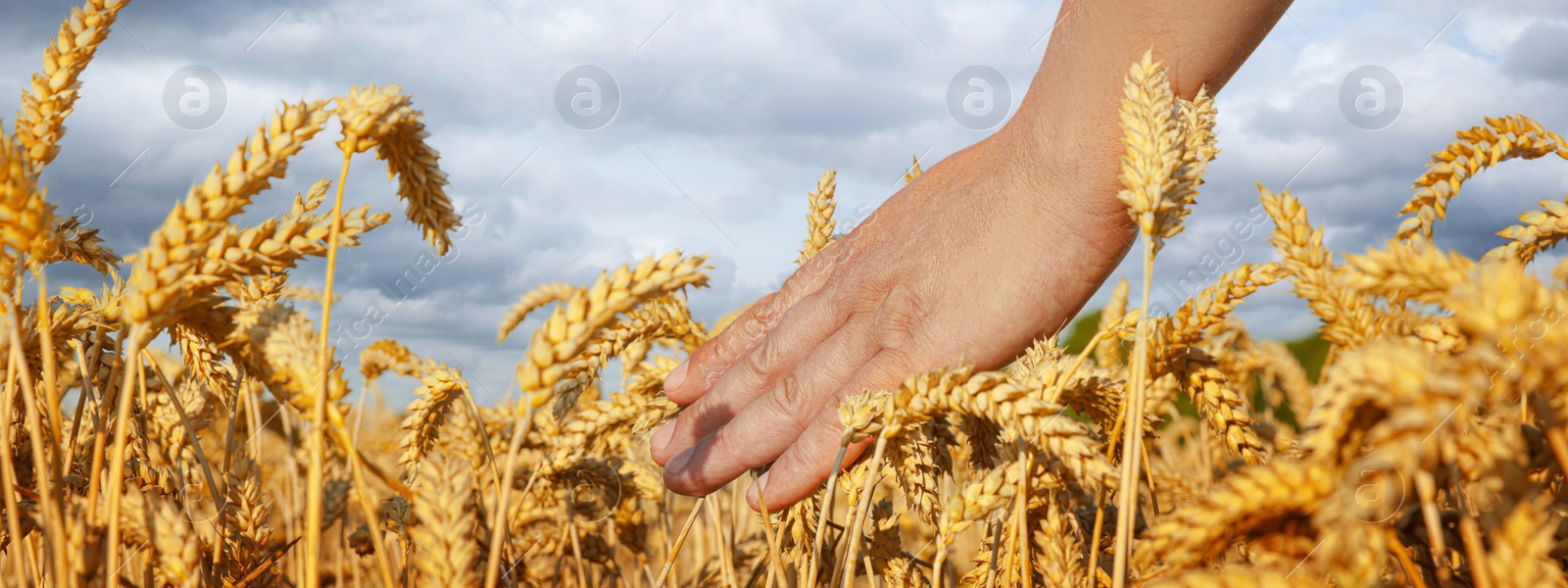 Image of Man in wheat field under cloudy sky, closeup. Banner design