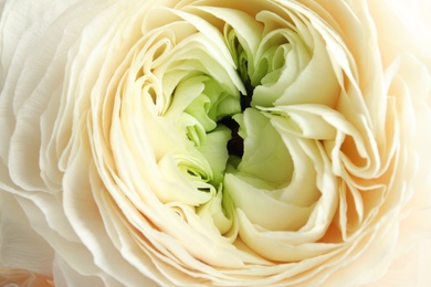 Photo of Beautiful ranunculus flower as background, macro view