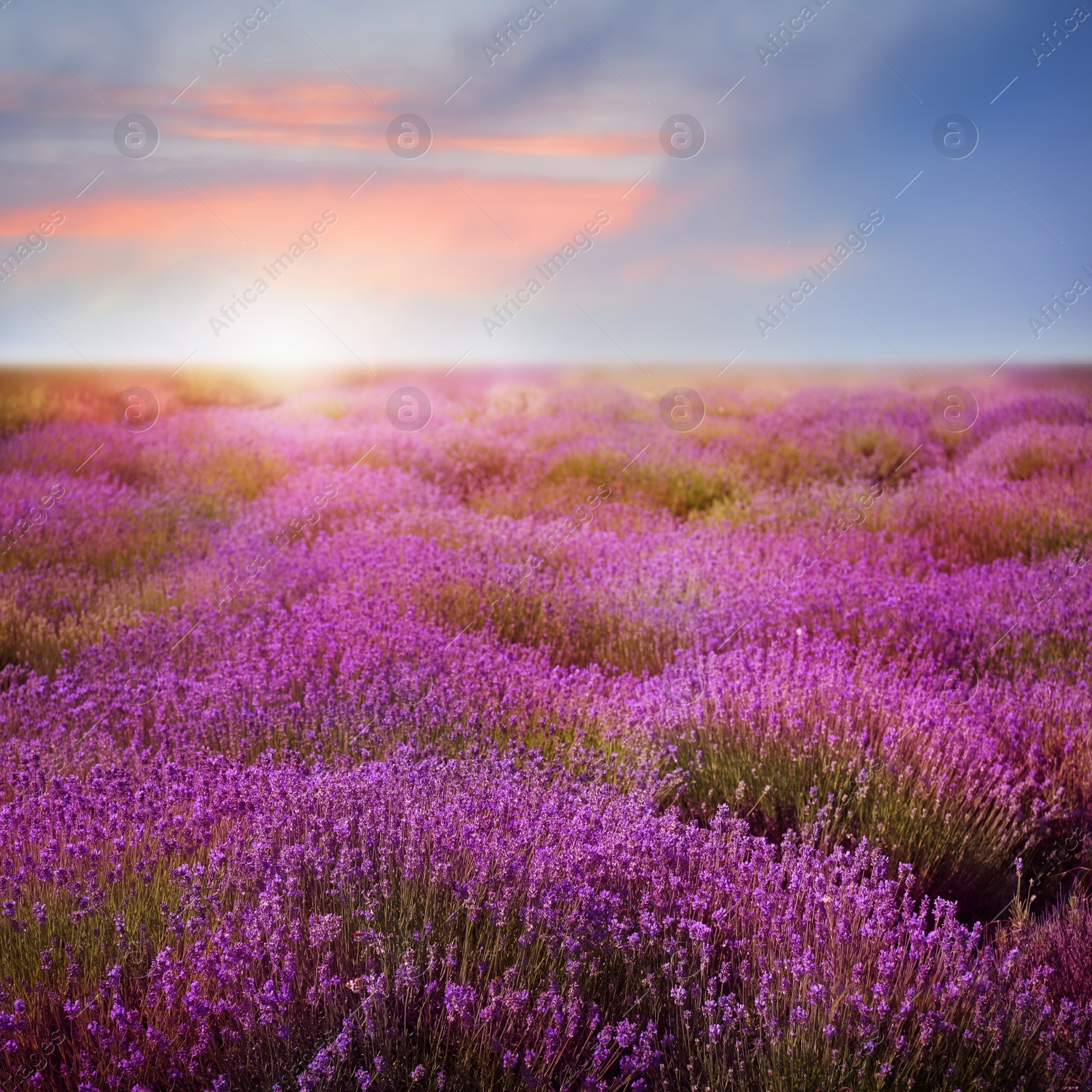 Image of Beautiful view of blooming lavender field at sunset 