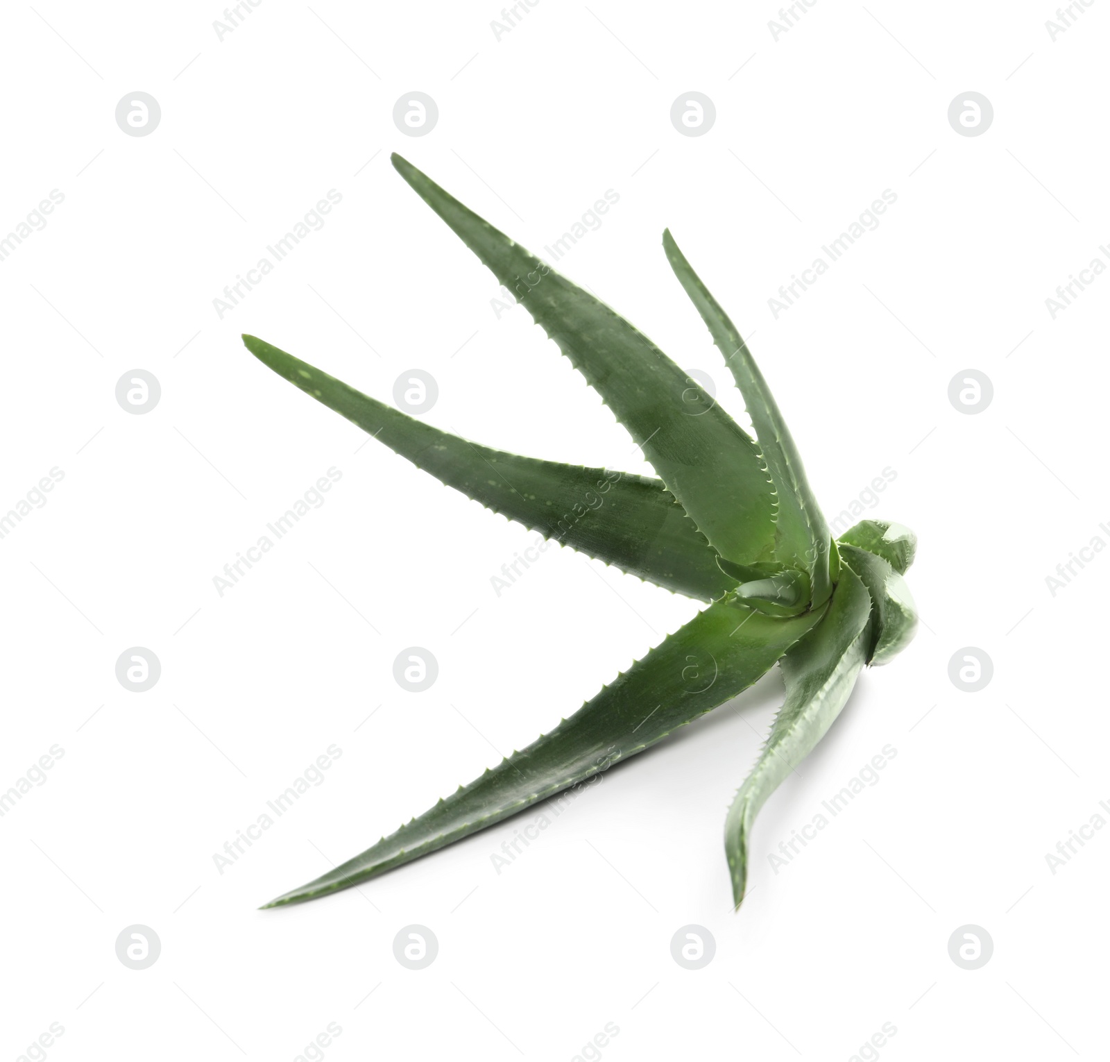 Photo of Green aloe vera plant isolated on white