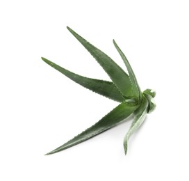 Green aloe vera plant isolated on white