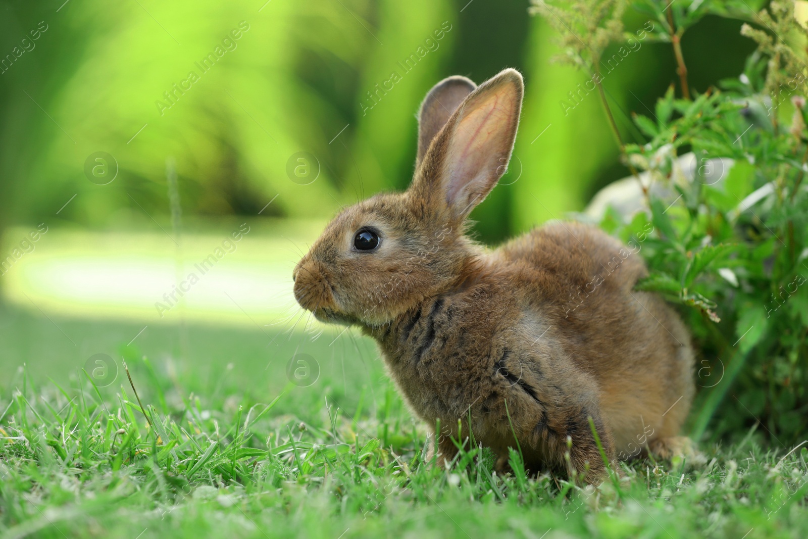 Photo of Cute fluffy rabbit on green grass outdoors. Space for text