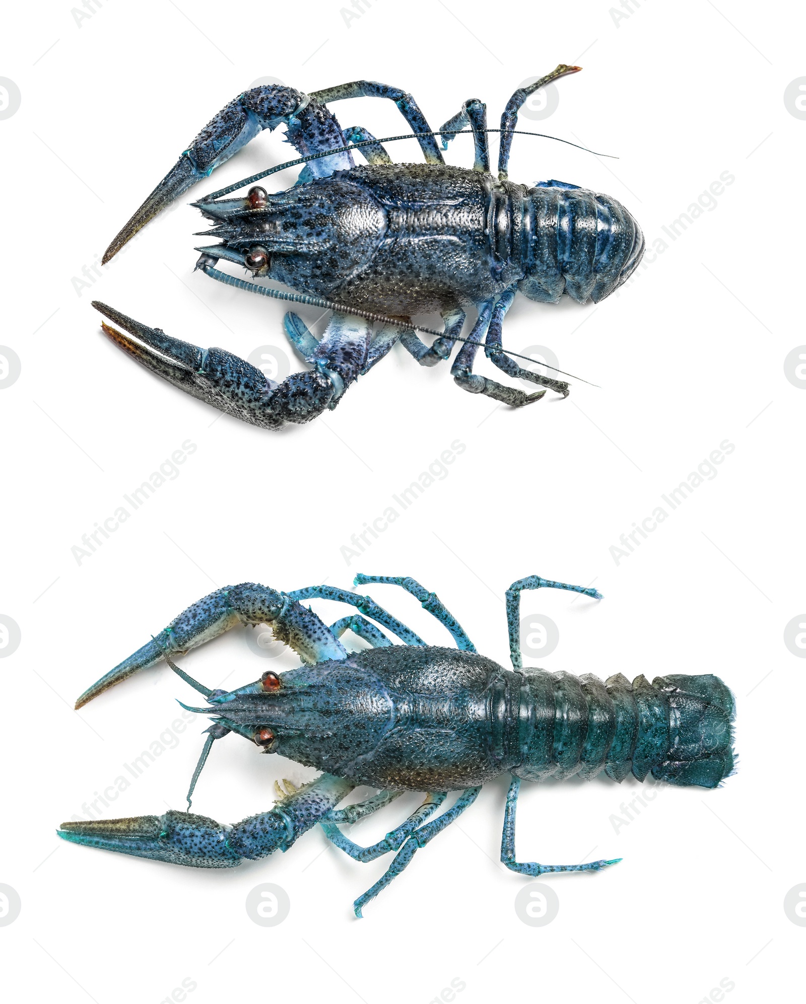 Image of Two blue crayfishes isolated on white, top view