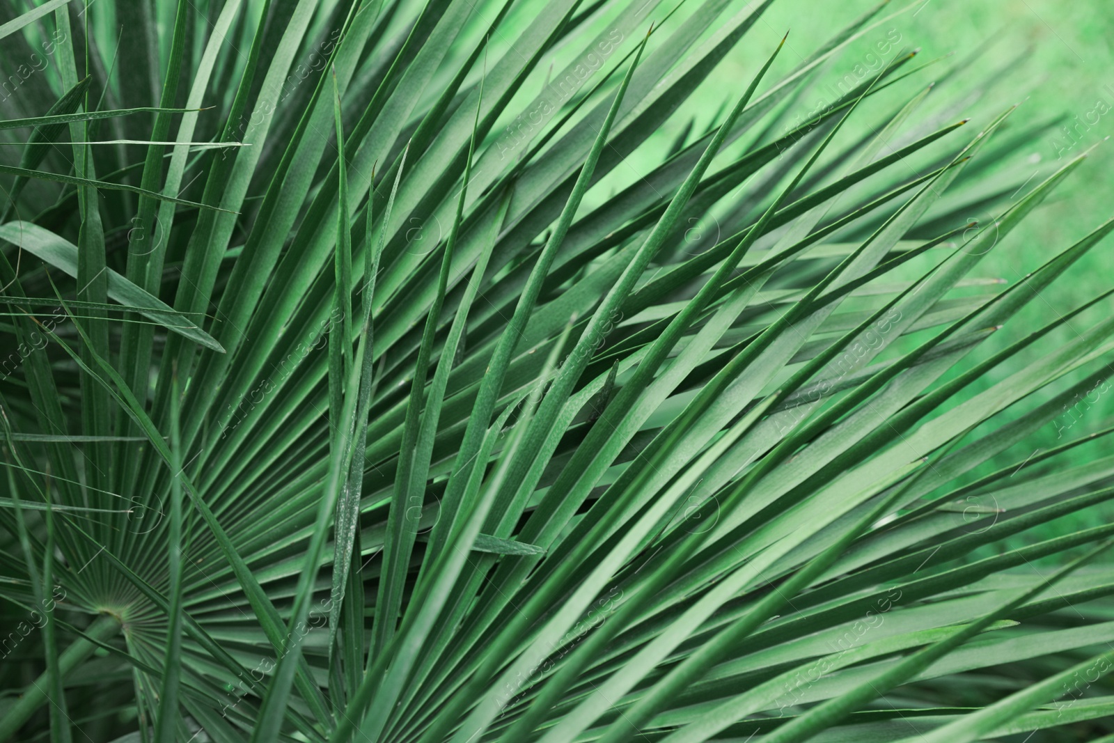 Photo of Beautiful green tropical leaves outdoors, closeup view