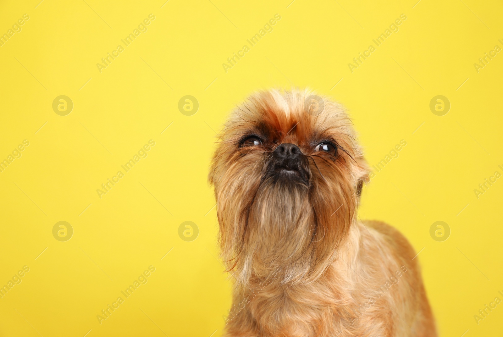 Photo of Studio portrait of funny Brussels Griffon dog on color background