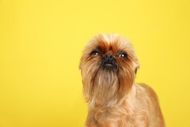 Photo of Studio portrait of funny Brussels Griffon dog on color background