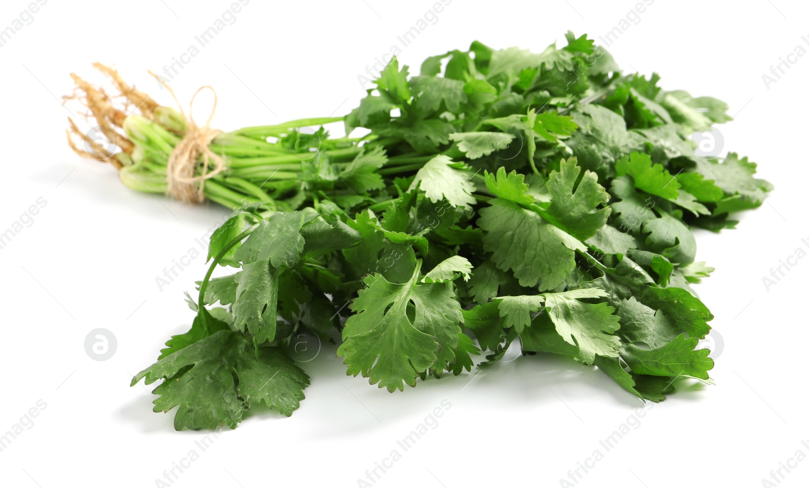 Photo of Bunch of fresh coriander on white background