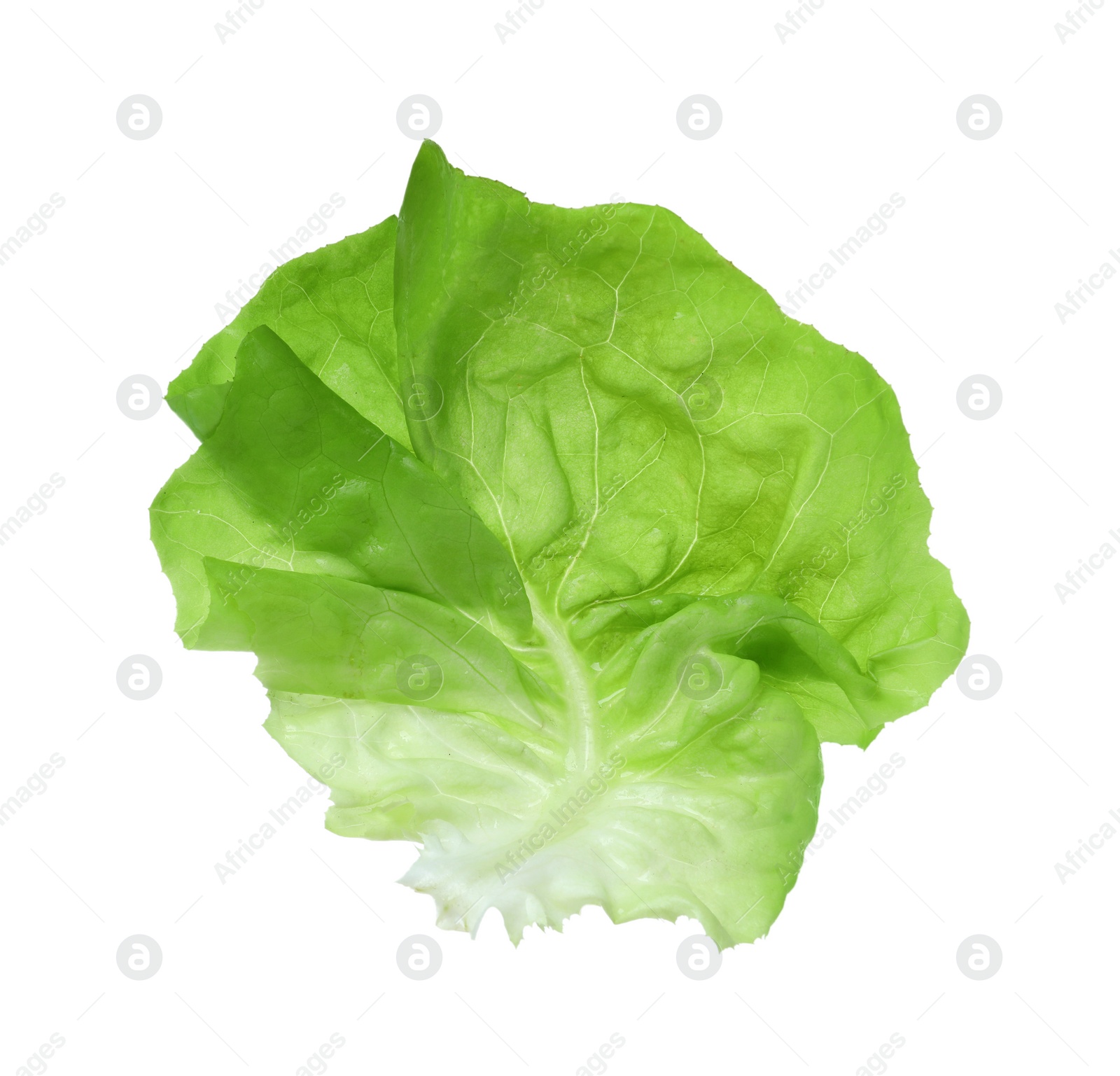 Photo of Fresh leaf of green butter lettuce isolated on white