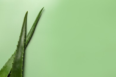 Photo of Fresh aloe vera leaves on light green background, flat lay. Space for text