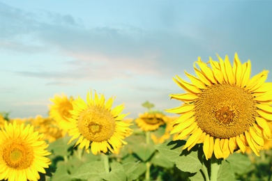 Photo of Field of beautiful blooming sunflowers on summer day