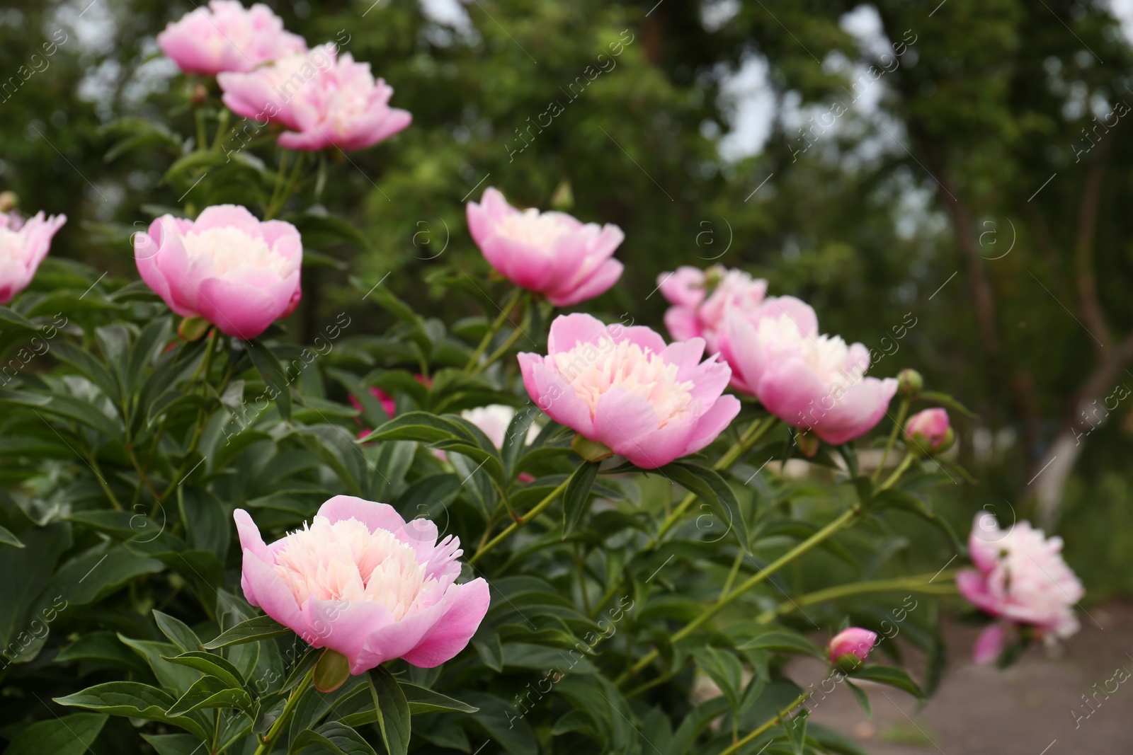 Photo of Beautiful blooming pink peonies growing in garden