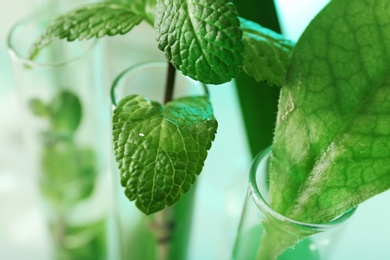 Green plants in test tubes on blurred background, closeup. Biological chemistry