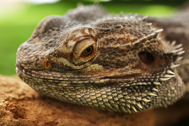 Bearded lizard (Pogona barbata) on tree branch, closeup. Exotic pet