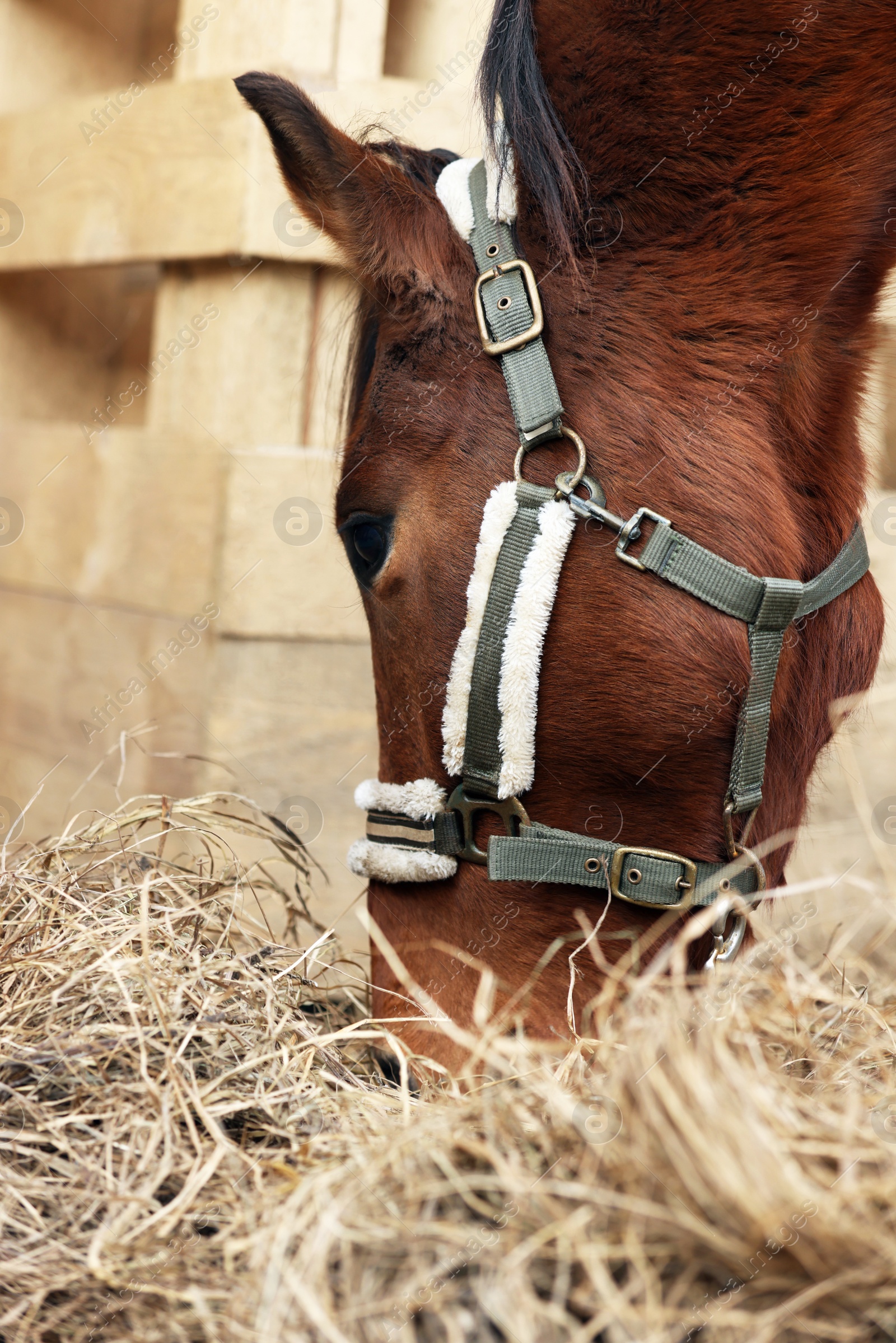 Photo of Adorable chestnut horse eating hay in wooden stable. Lovely domesticated pet