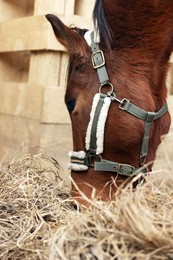 Adorable chestnut horse eating hay in wooden stable. Lovely domesticated pet