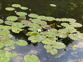 Photo of Pond with waterlily plants outdoors on sunny day