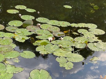 Pond with waterlily plants outdoors on sunny day