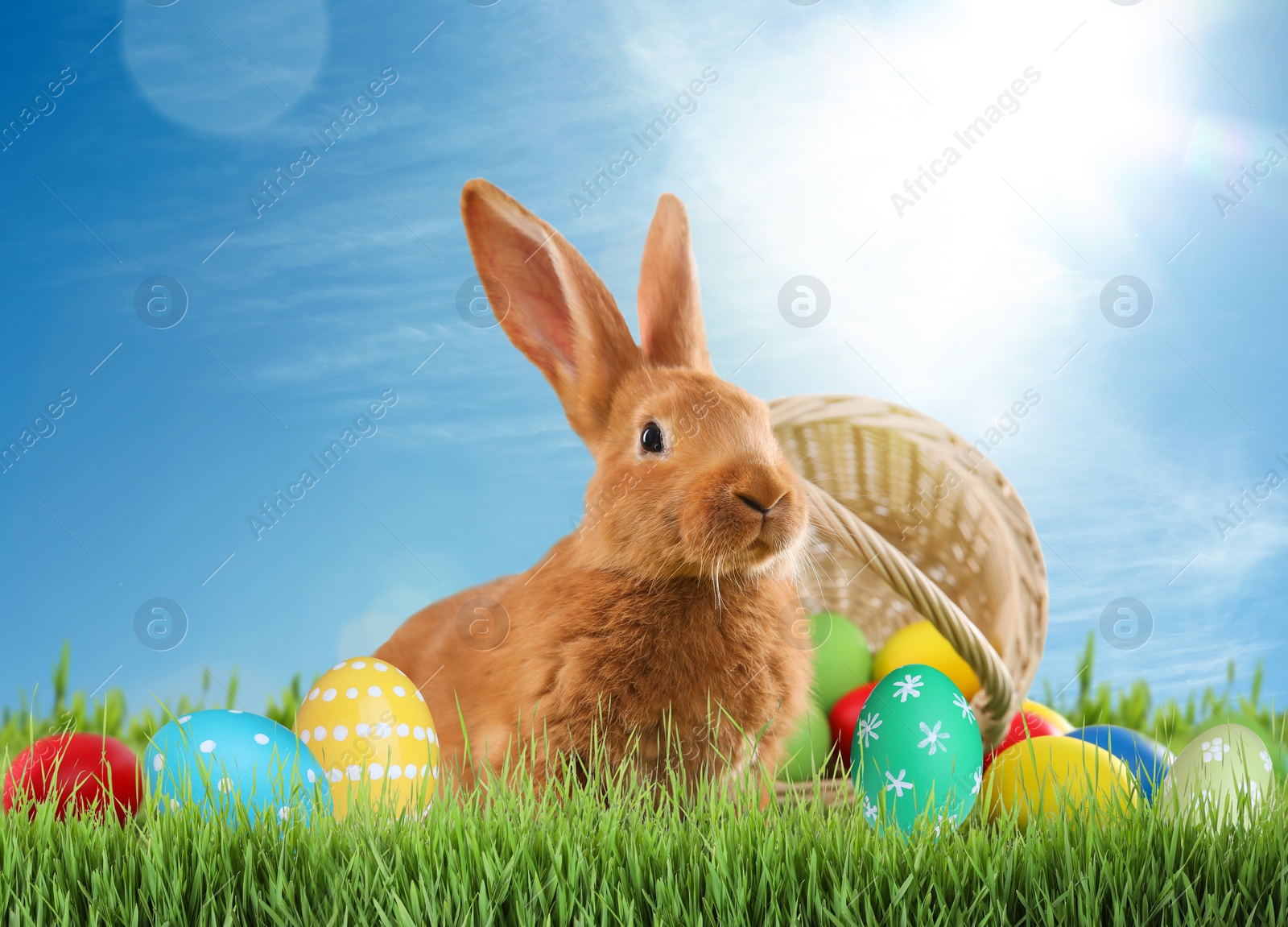 Image of Cute bunny and colorful Easter eggs on green grass outdoors