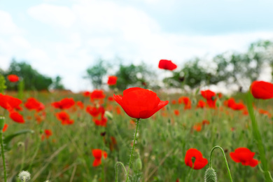 Photo of Beautiful red poppy flowers growing in field