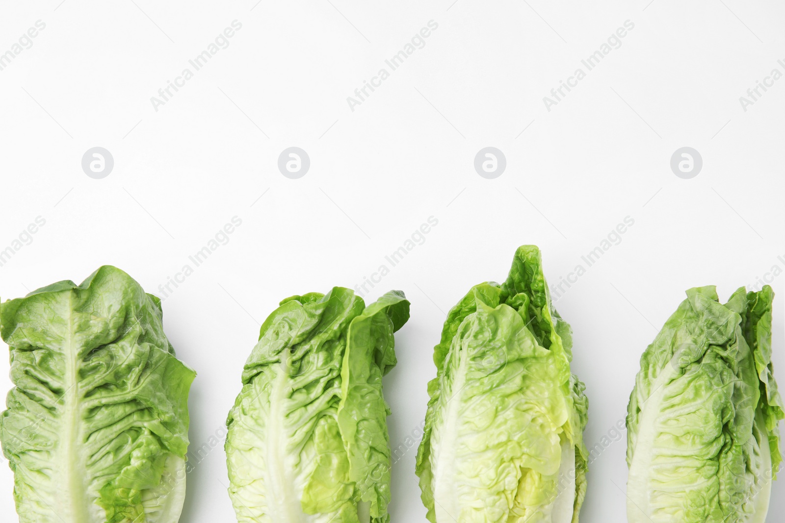 Photo of Fresh green romaine lettuces isolated on white, top view