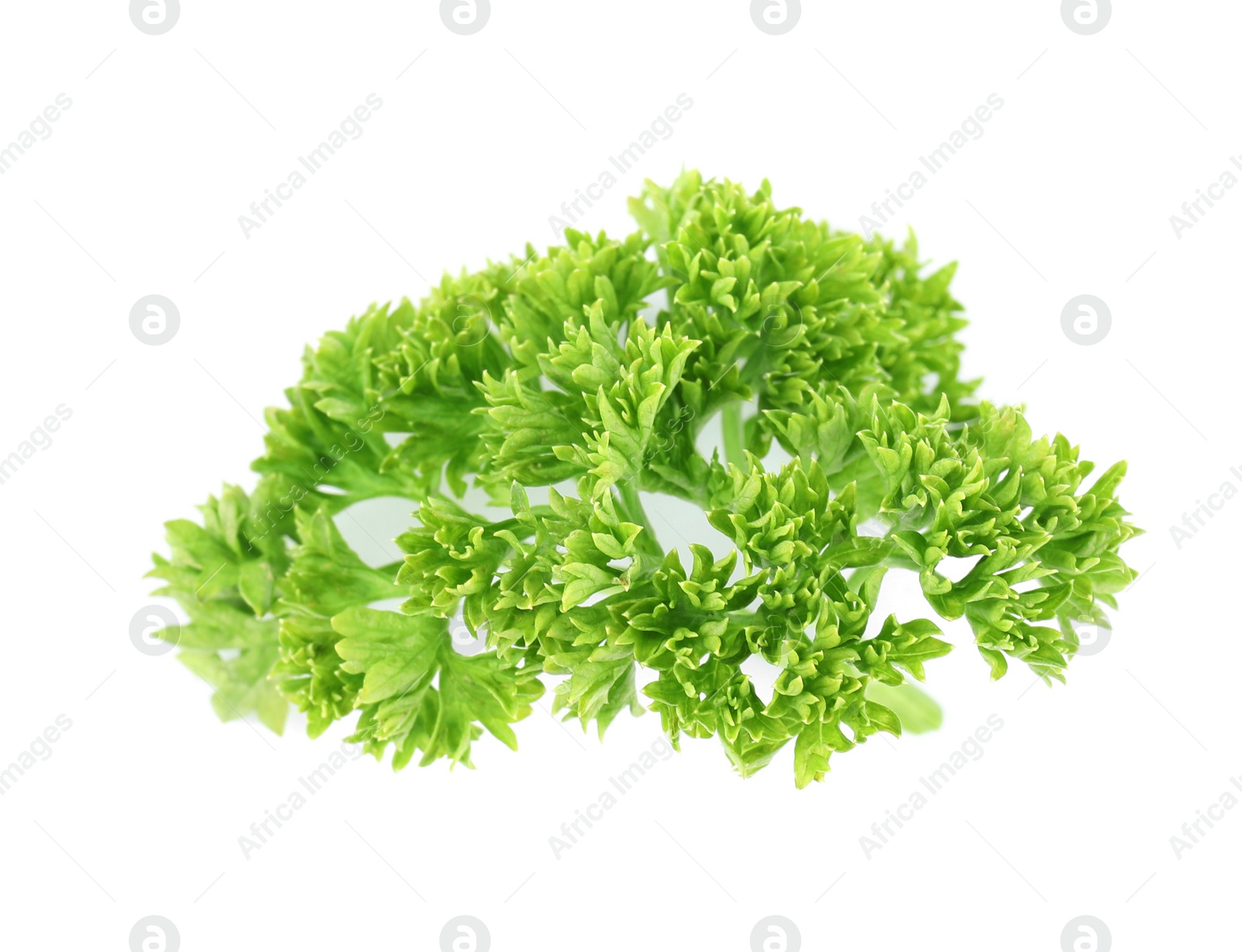 Photo of Fresh green organic parsley on white background