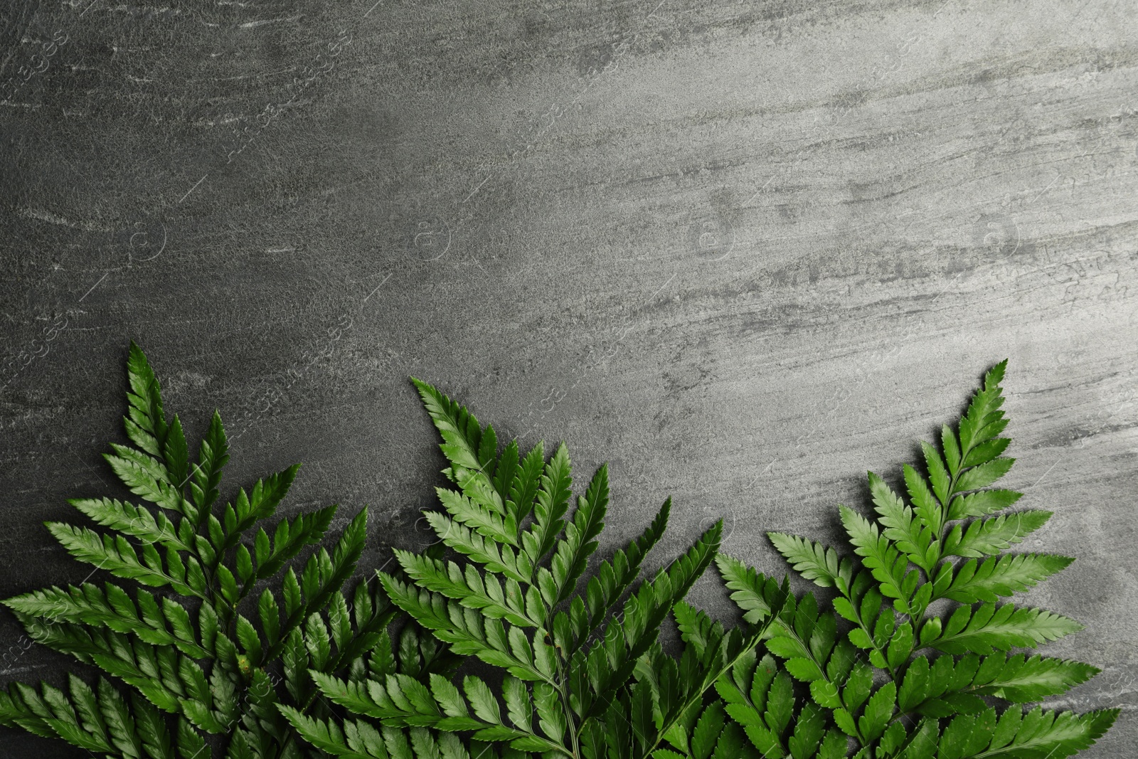 Photo of Beautiful tropical fern leaves on grey stone background, flat lay. Space for text