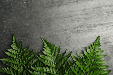 Beautiful tropical fern leaves on grey stone background, flat lay. Space for text