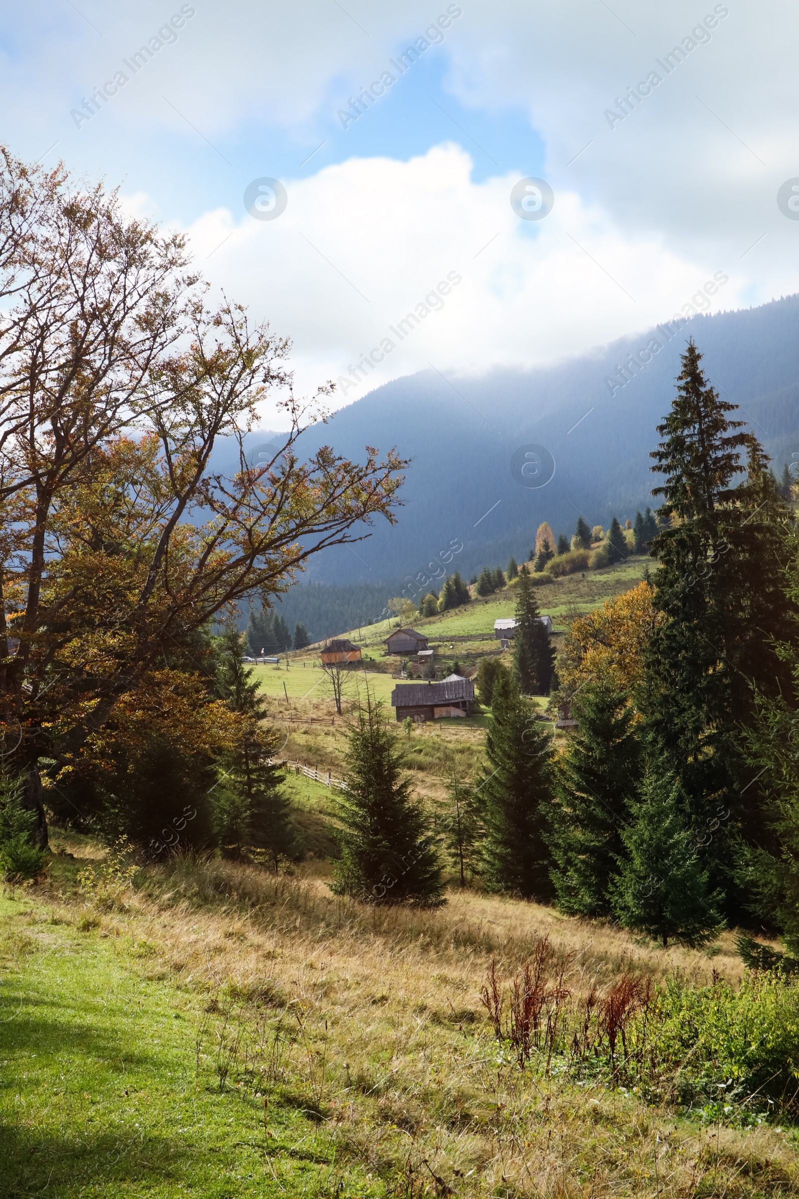 Photo of Beautiful mountain landscape with conifer forest and village