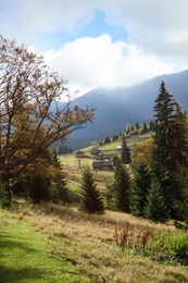 Photo of Beautiful mountain landscape with conifer forest and village
