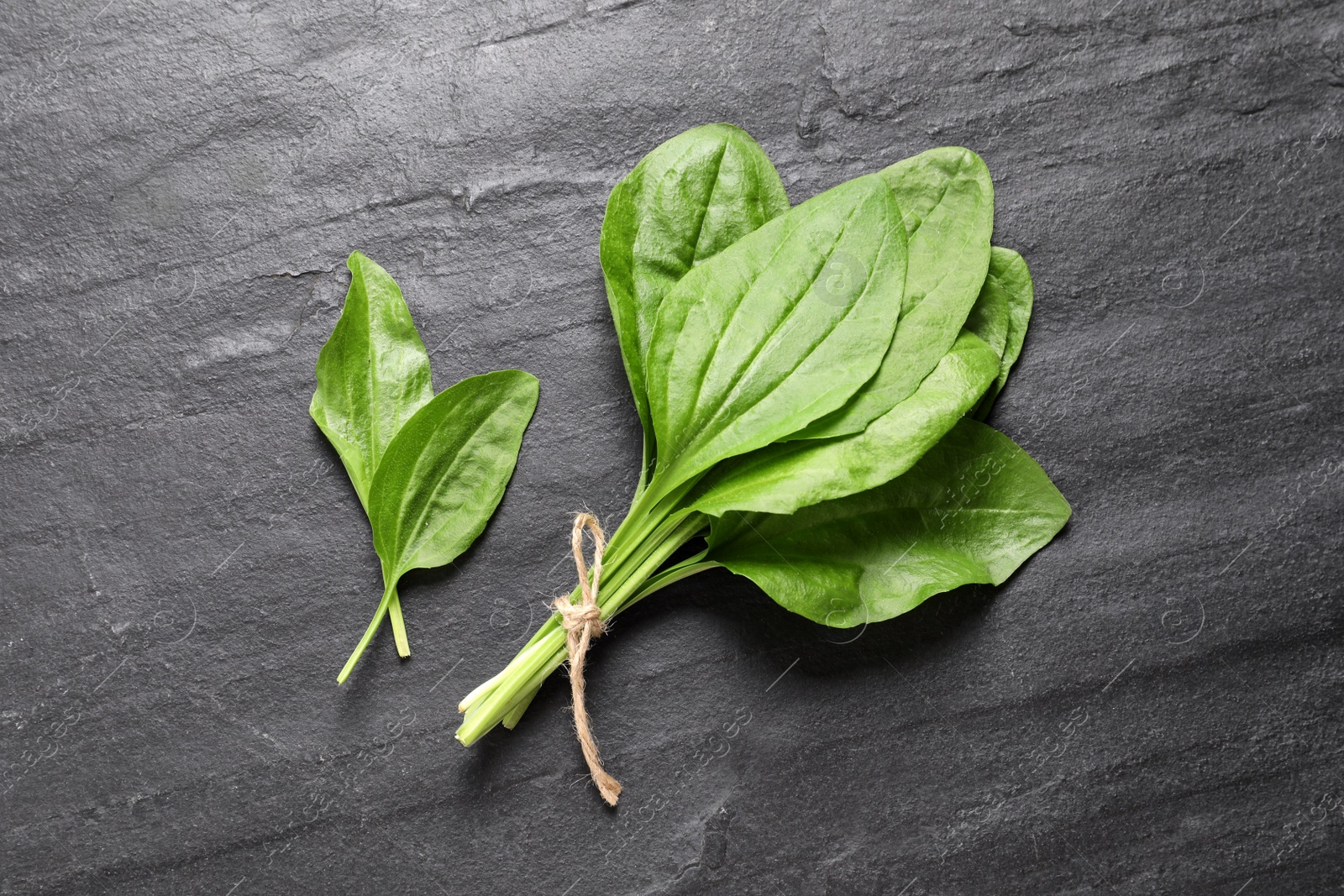 Photo of Broadleaf plantain leaves on black slate table, flat lay