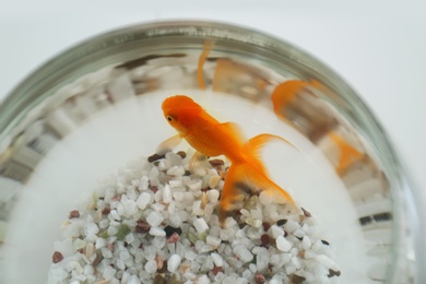 Photo of Beautiful bright goldfish in aquarium, closeup view