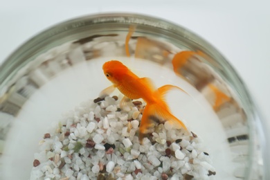 Beautiful bright goldfish in aquarium, closeup view