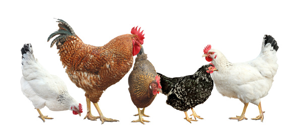 Image of Beautiful chickens and roosters on white background