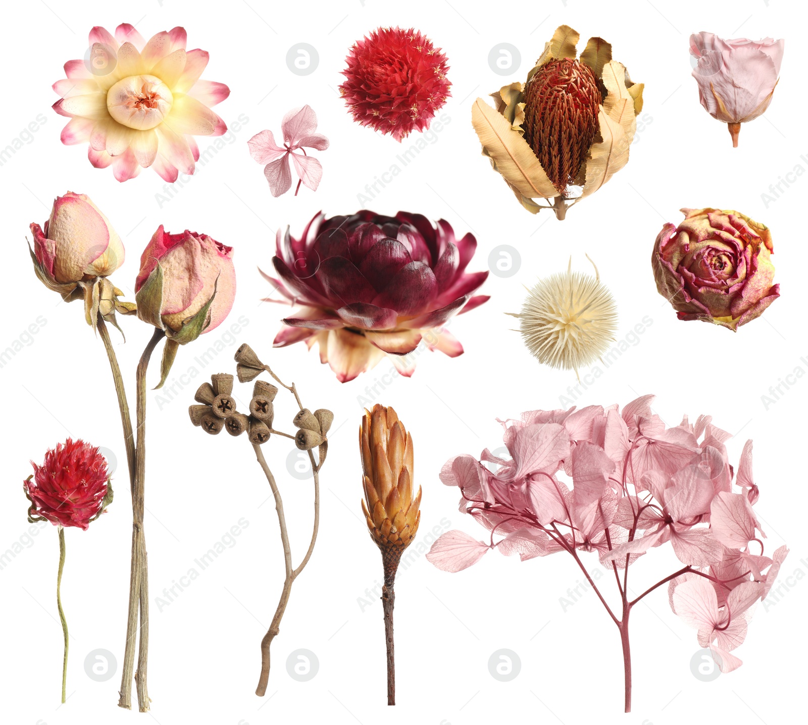 Image of Set with beautiful dry flowers on white background 