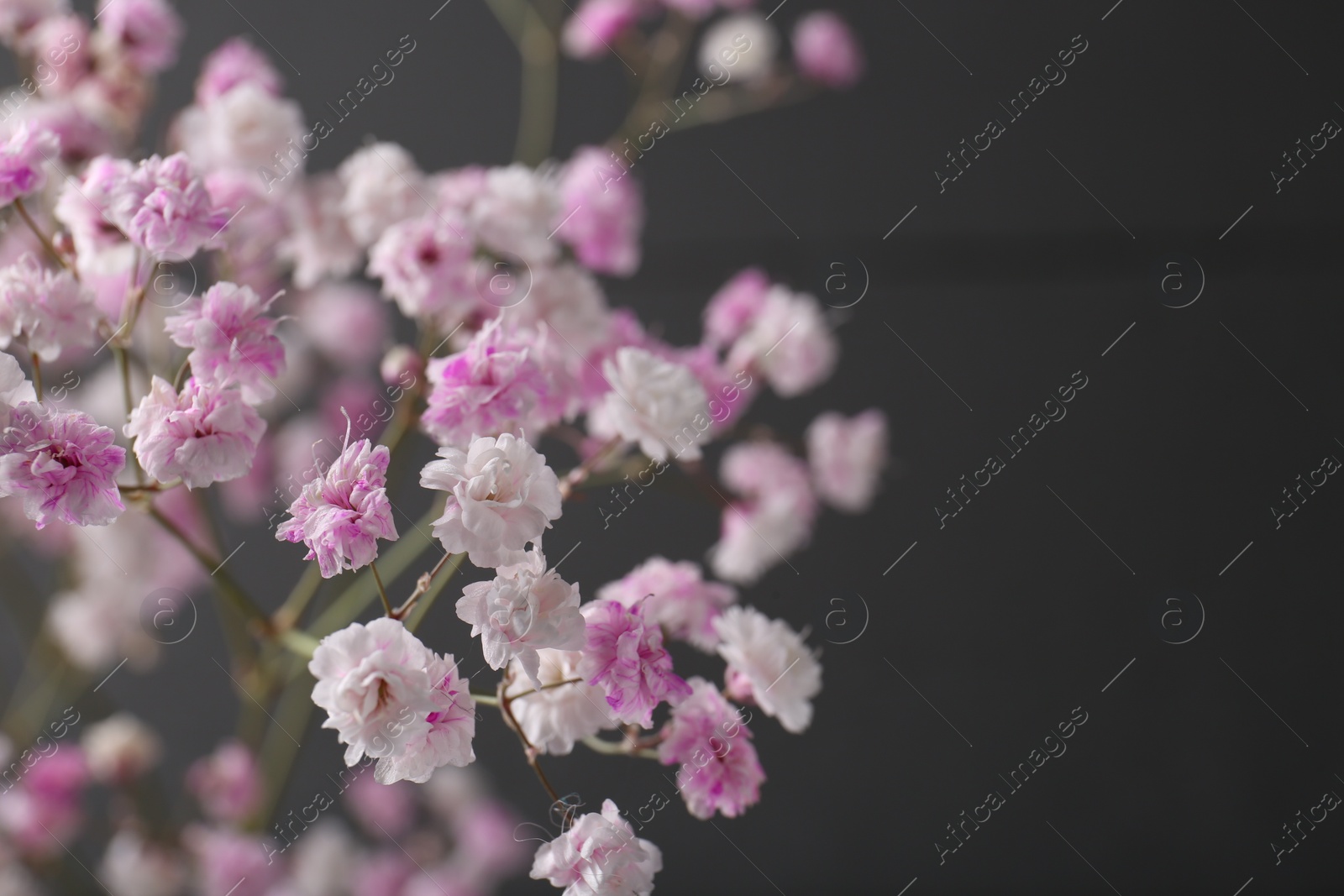 Photo of Beautiful dyed gypsophila on dark grey background, closeup. Space for text