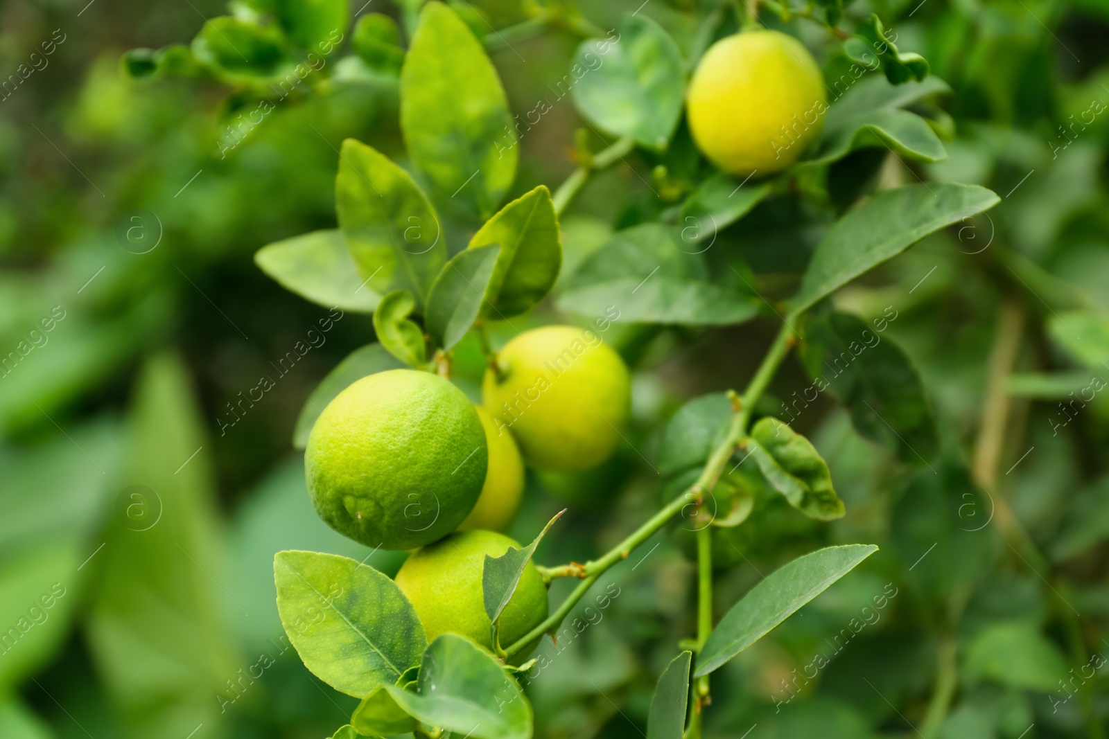 Photo of Ripe limes growing on tree branch in garden, closeup