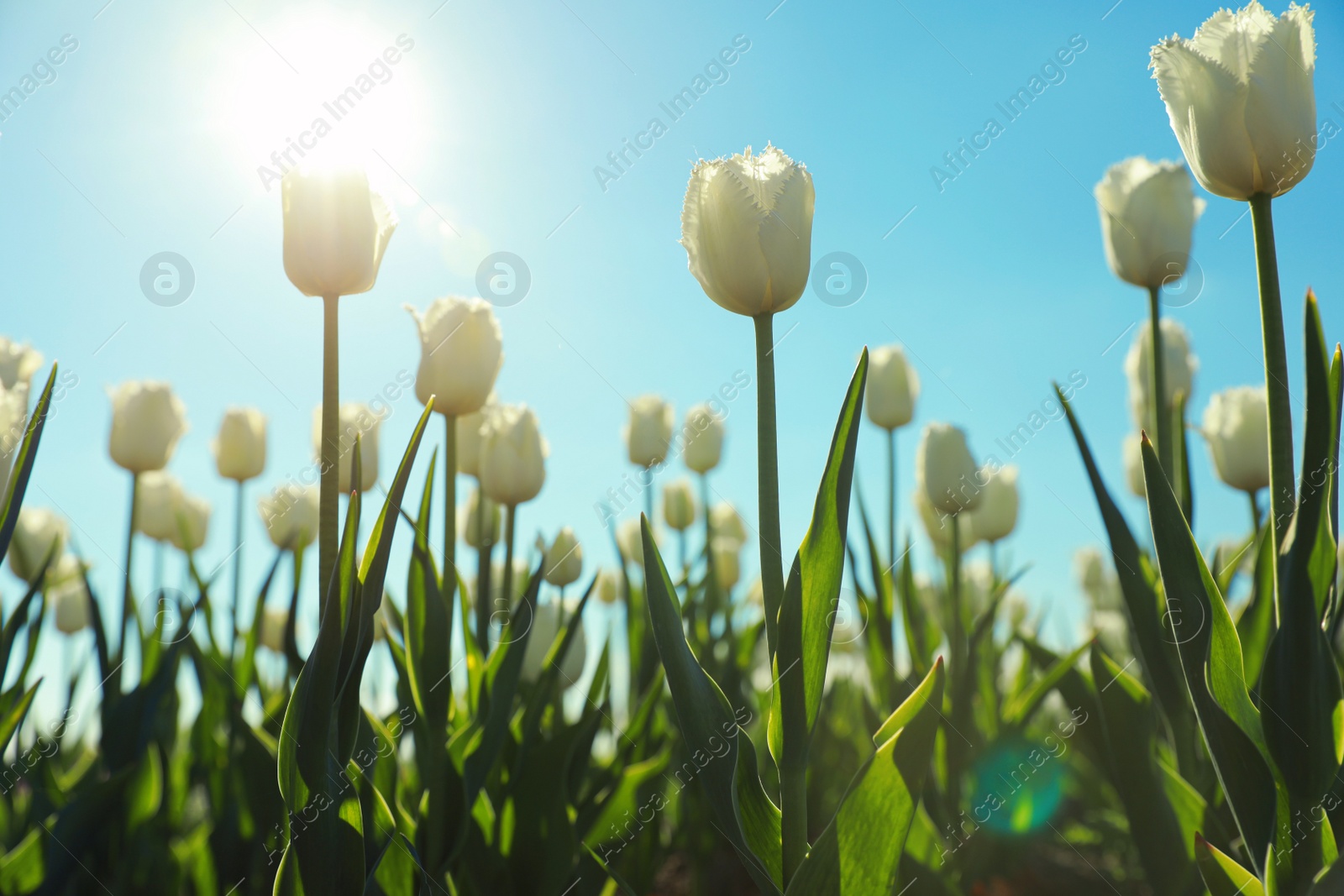 Photo of Blossoming tulips in field on sunny day