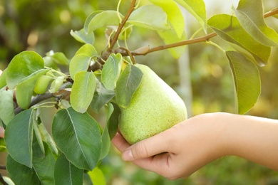 Photo of Woman holding fresh juicy pear on tree in garden, closeup