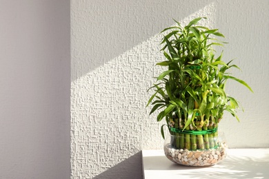 Photo of Green bamboo in glass bowl against light wall. Space for text