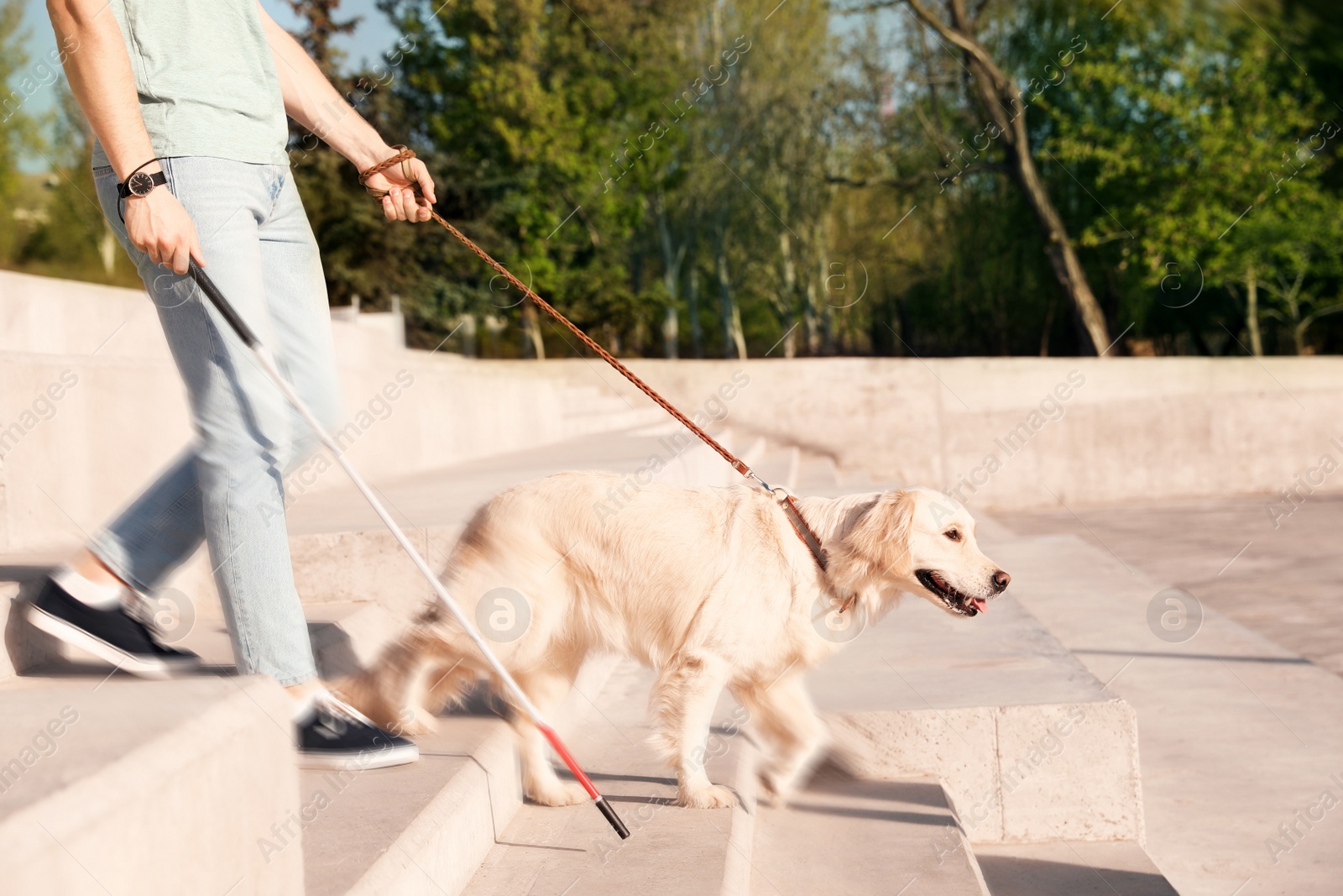 Image of Guide dog helping blind person with long cane going down stairs outdoors