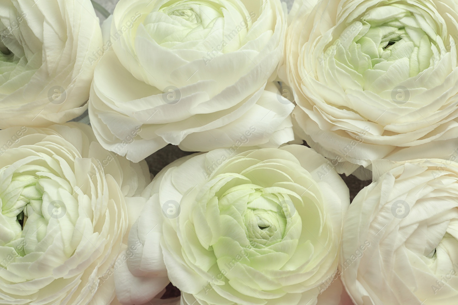 Photo of Beautiful ranunculus flowers, closeup